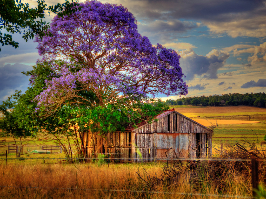 Queensland farm shed with jacaranda tree